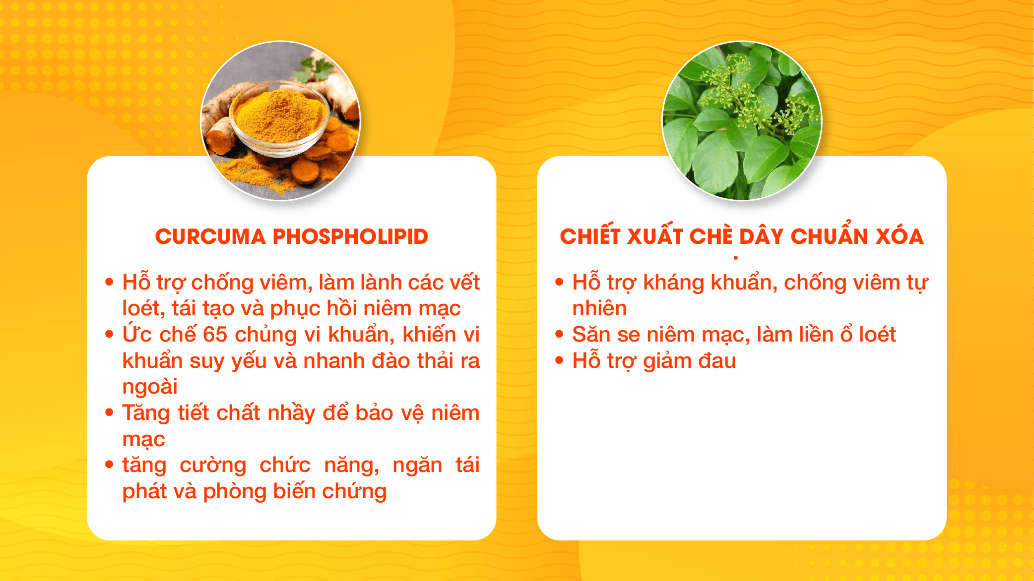 Trường Thọ - Cucurma Phospholipid