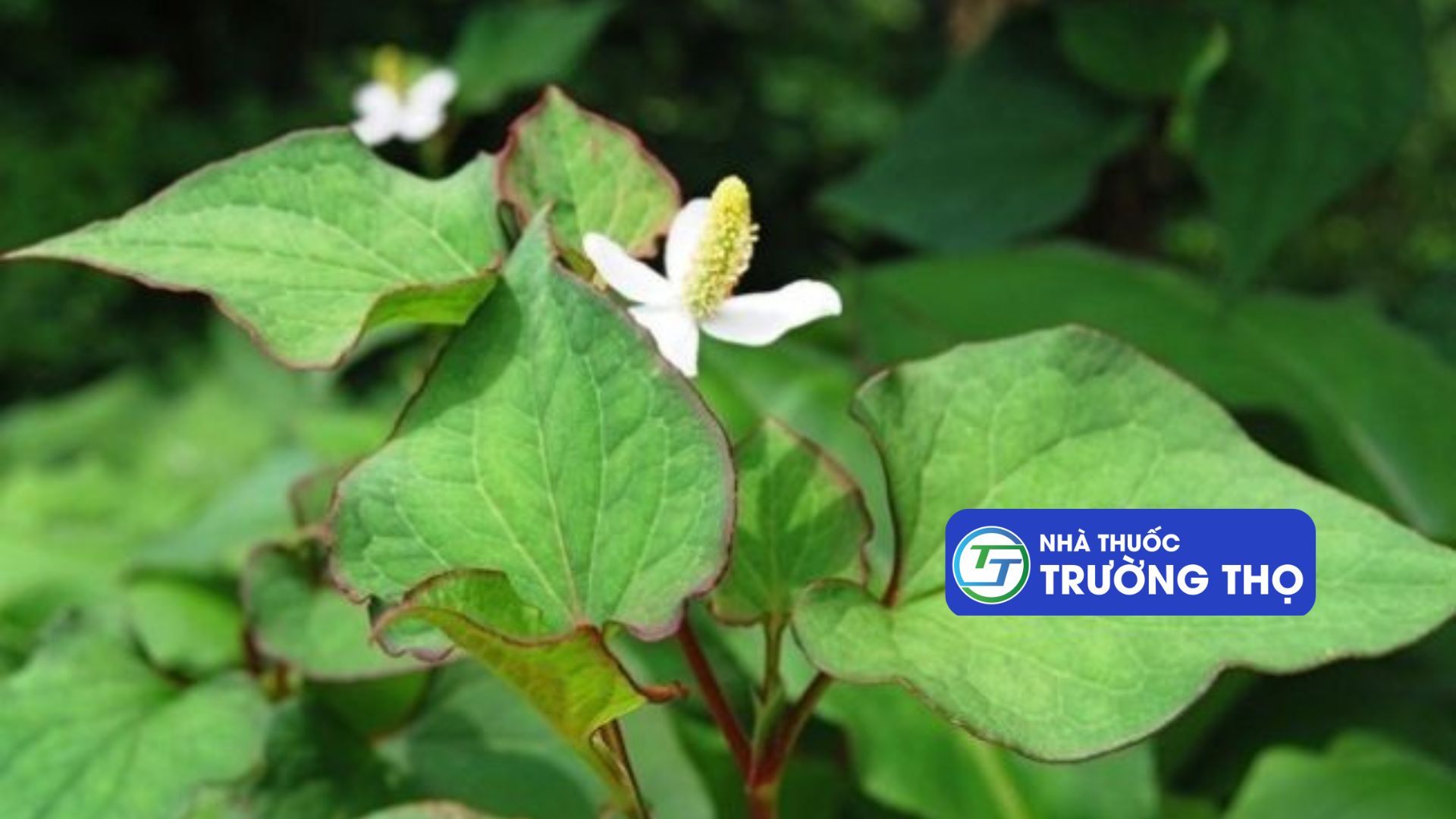 Lá Diếp cá hình tim, đầu nhọn, mặt trên màu xanh thẫm, mặt dưới màu hơi tím