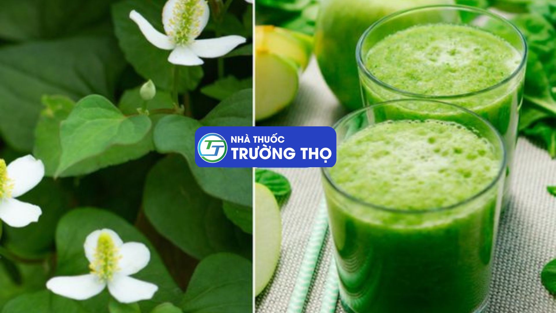Xay nước Diếp cá để dễ sử dụng