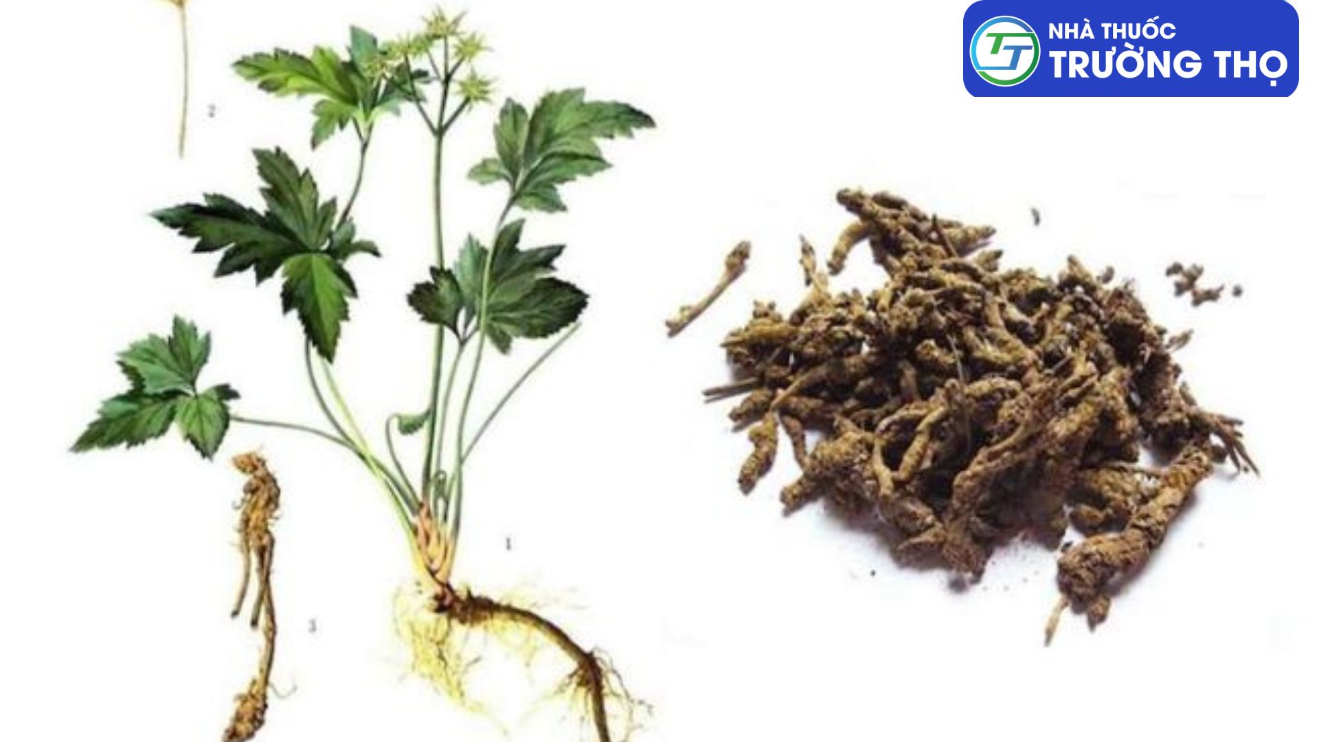 Cây Hoàng liên chứa hoạt chất Berberin với hàm lượng cao