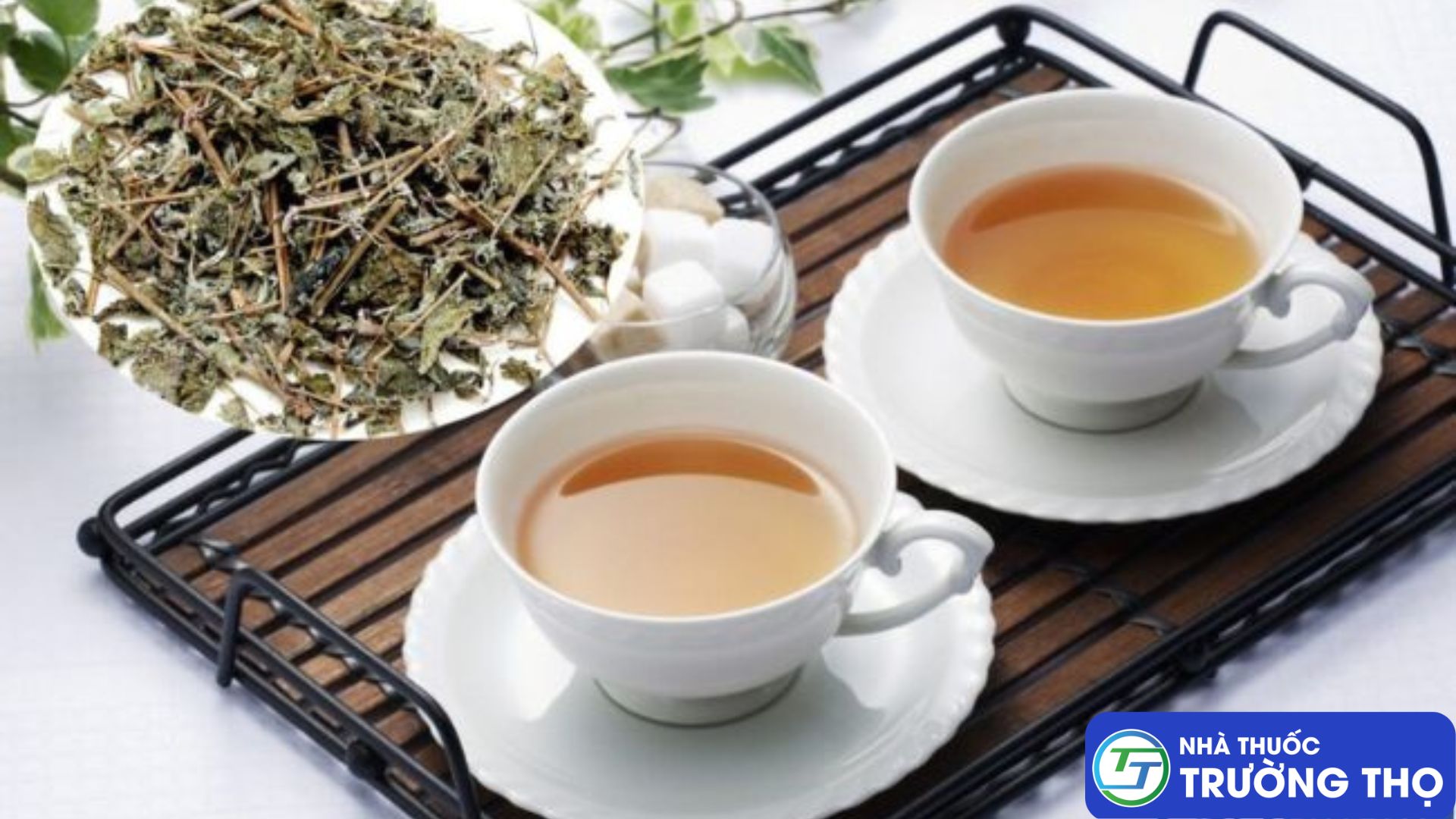 Cây Chè dây có tác dụng chống oxy hóa, giảm đau chống viêm rất tốt