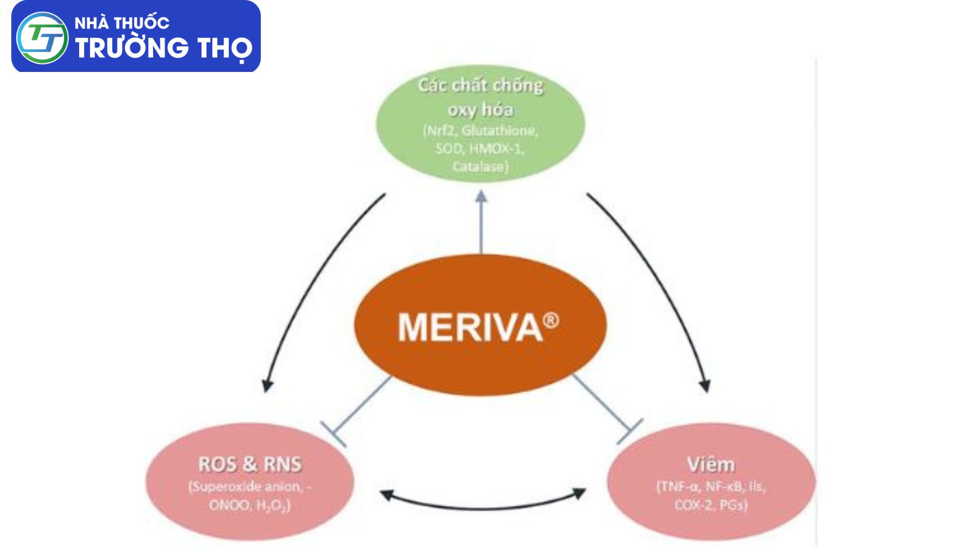 Cơ chế chống viêm của Curcuma phospholipid Meriva