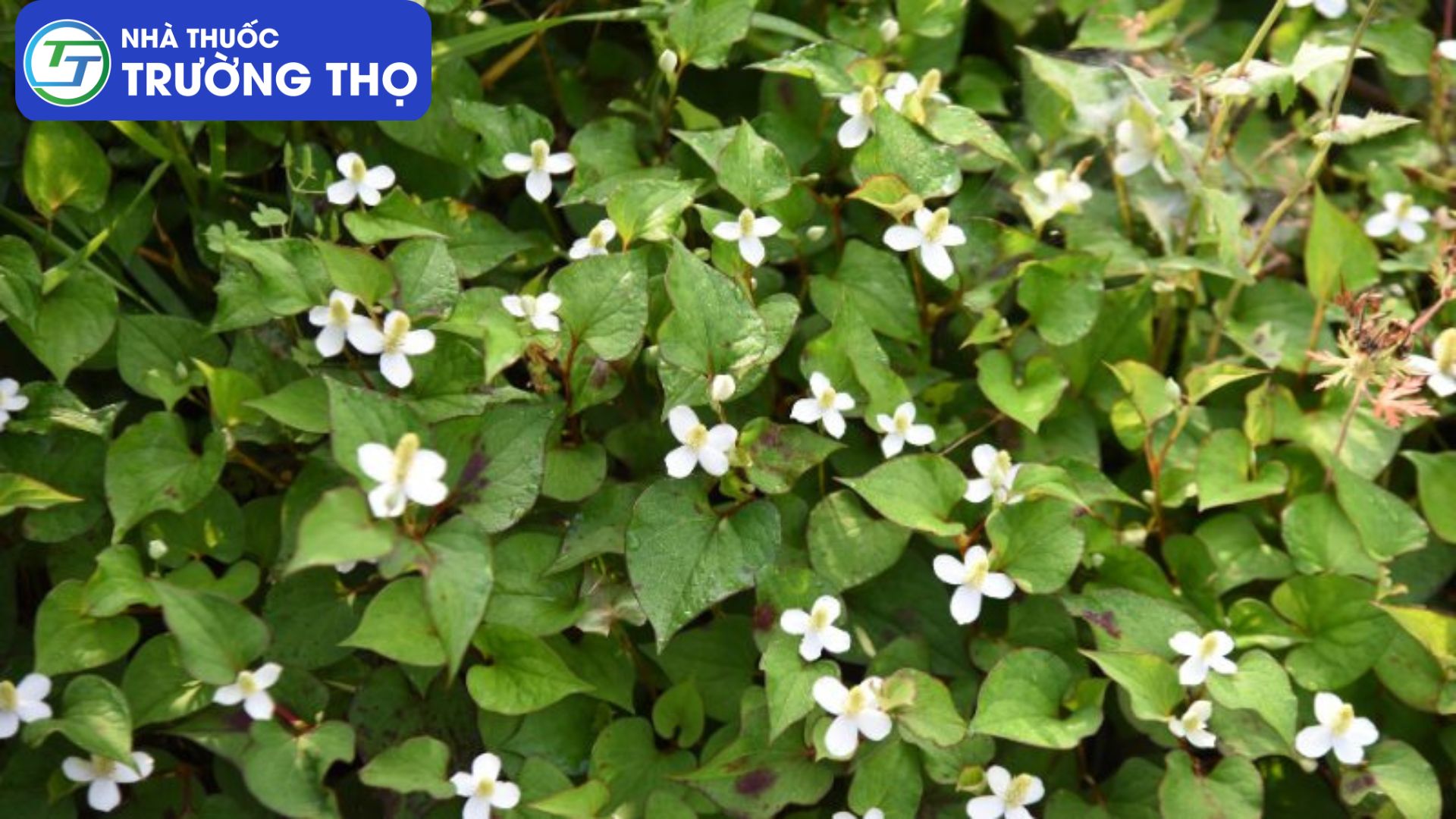 Trường Thọ - dai trang 3