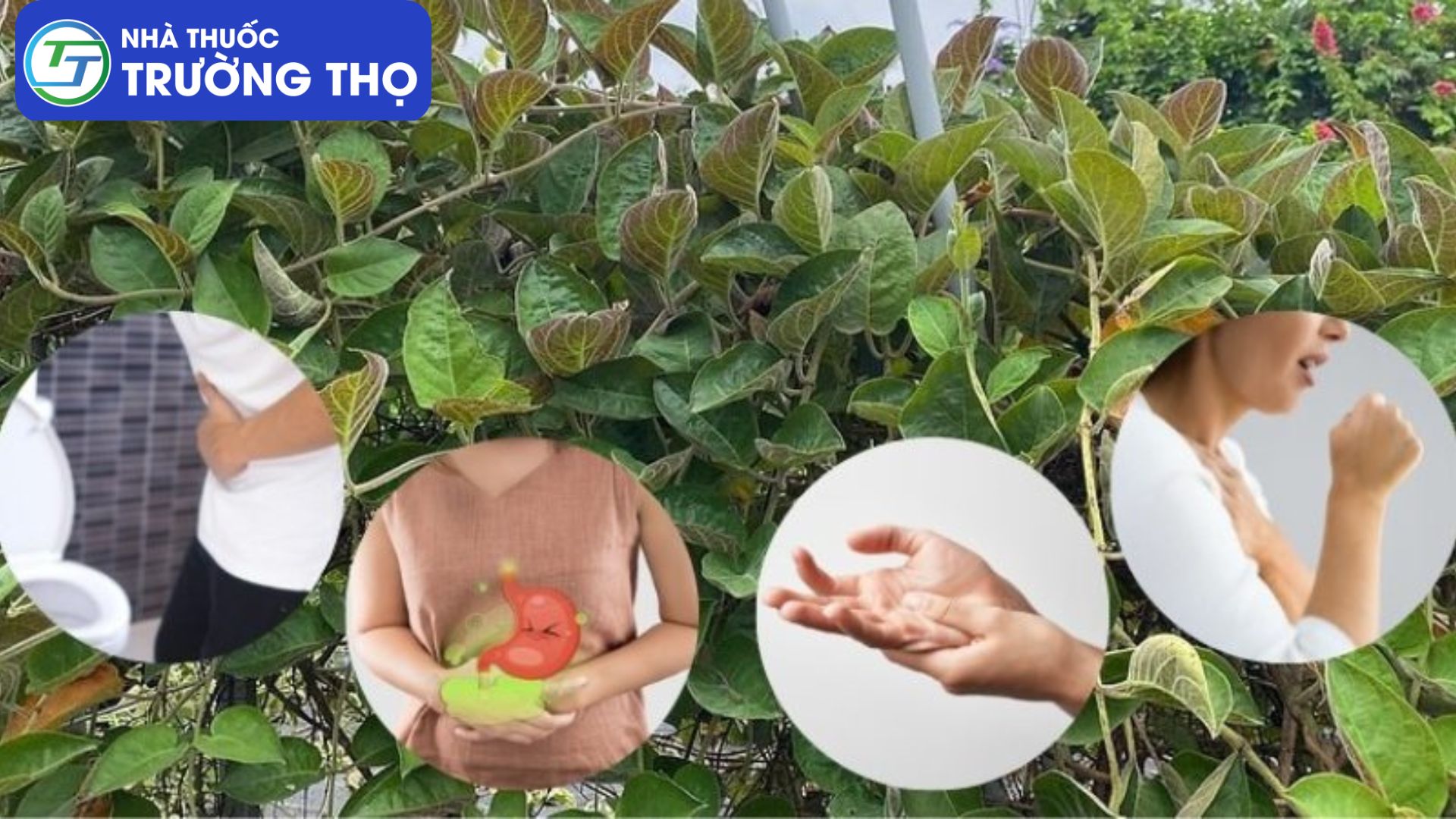 Lá mơ lông là một thảo dược chữa viêm đại tràng khá tốt