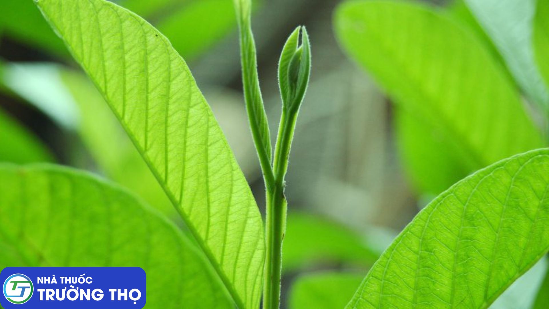 Búp ổi non giúp kháng khuẩn và cầm tiêu chảy vô cùng hiệu quả
