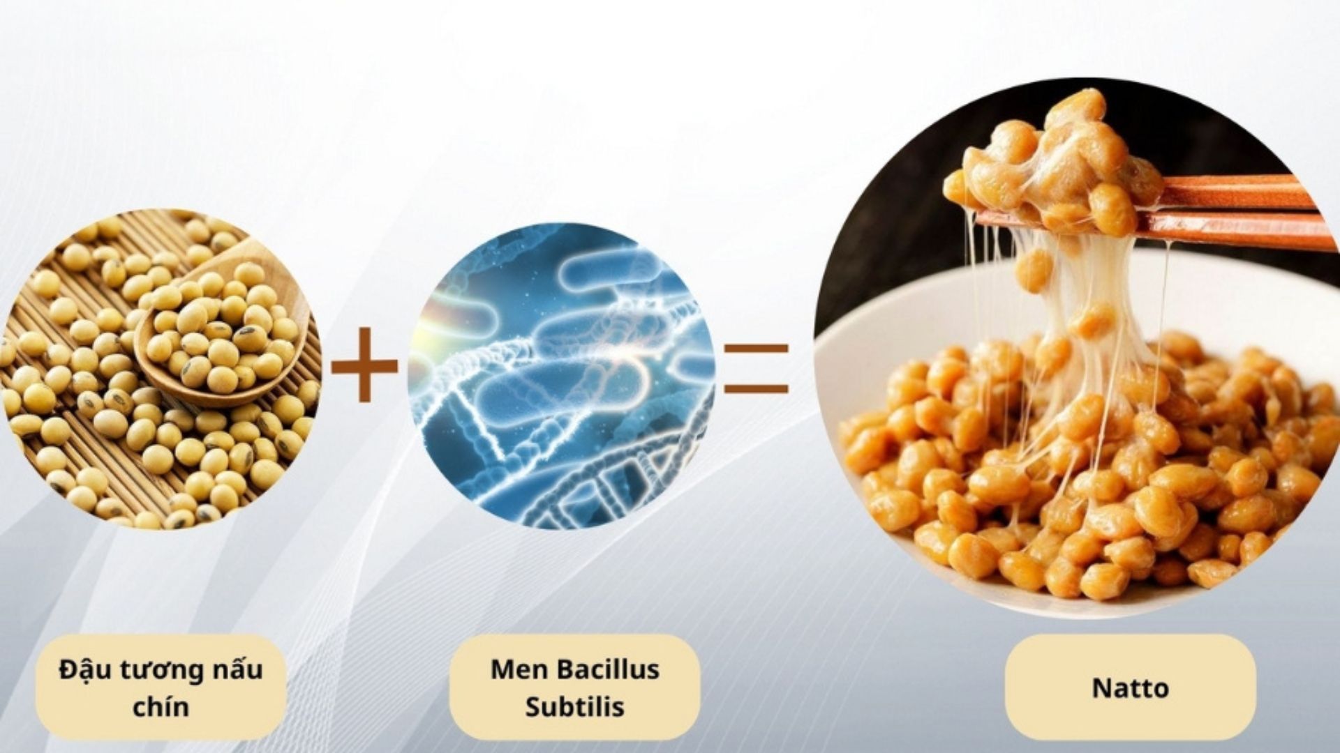 Nattokinase được chiết xuất từ món Natto