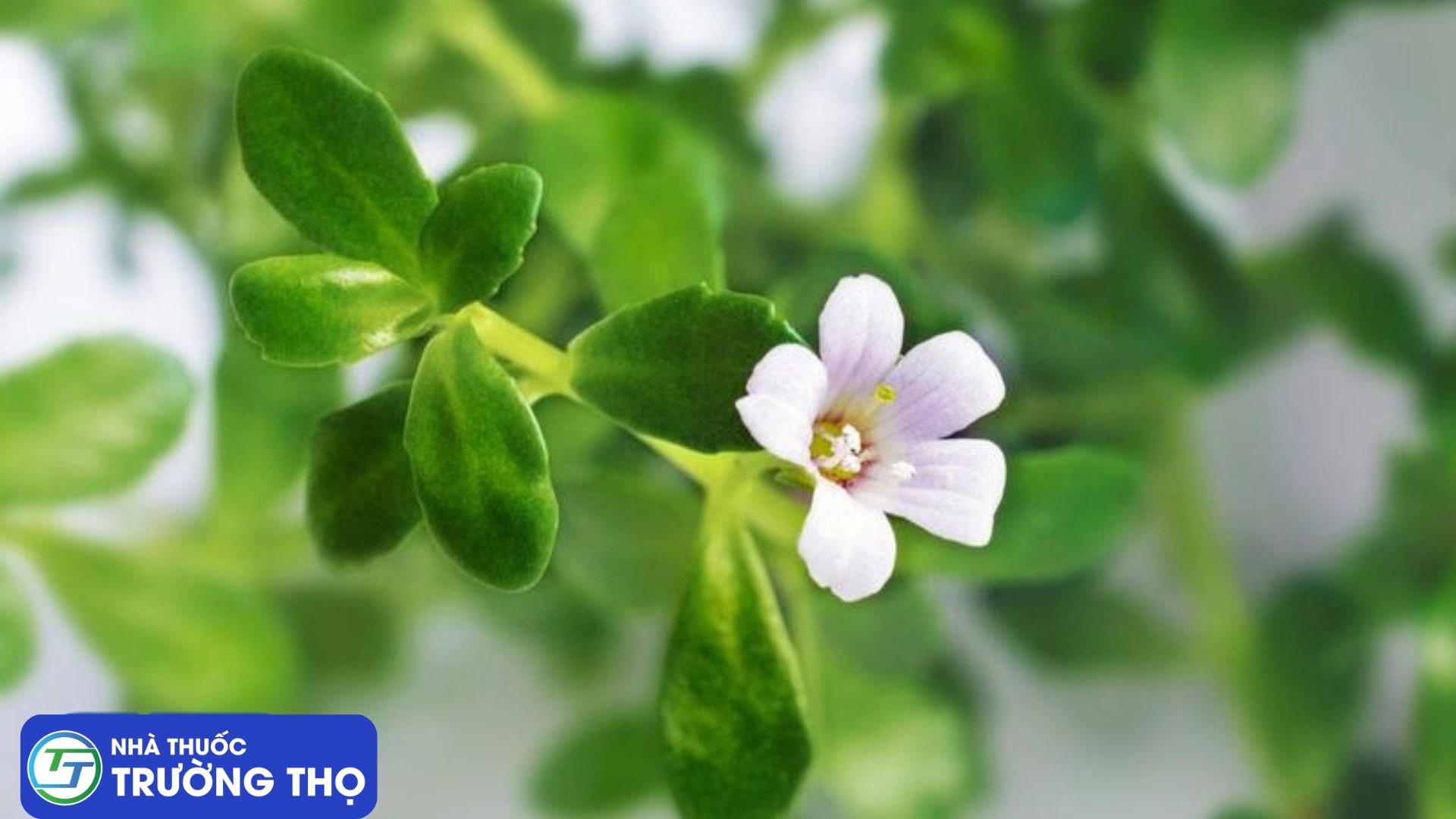 Rau đắng biển có tác dụng giảm lo âu tương đương với Lorazepam