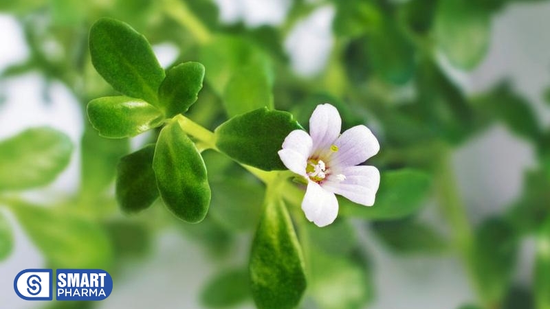 Rau đắng biển là thành phần lành tính có trong Brain Revi 