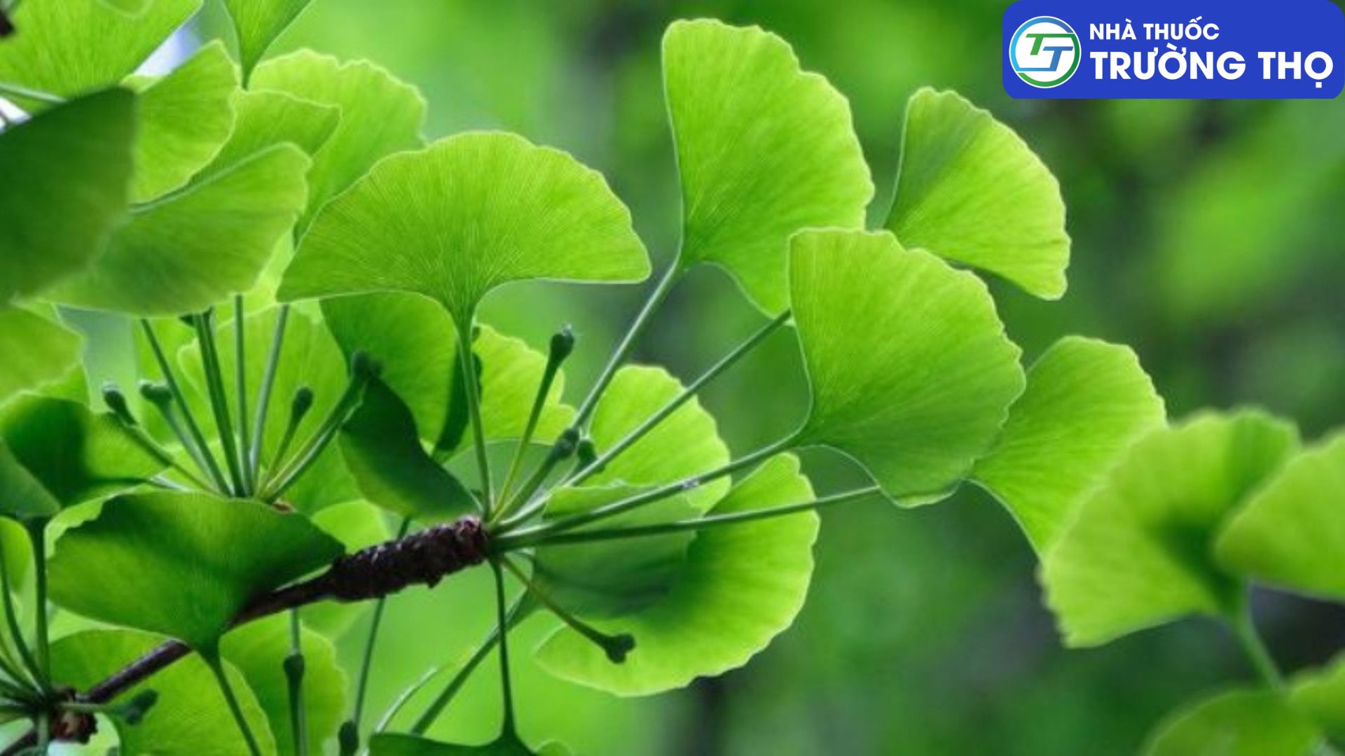Cây Bạch quả – Ginkgo Biloba