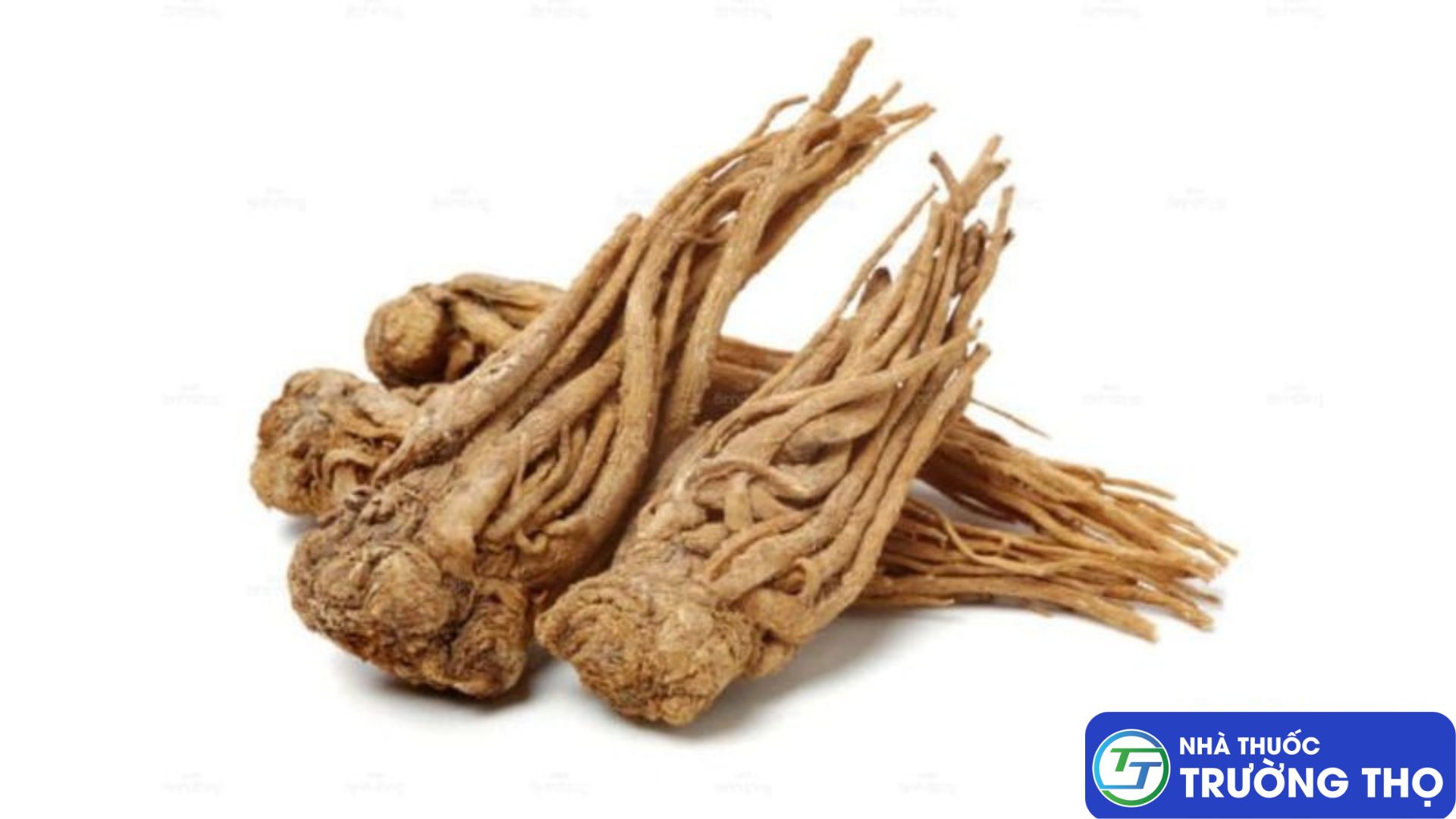 Dược liệu Đương quy
