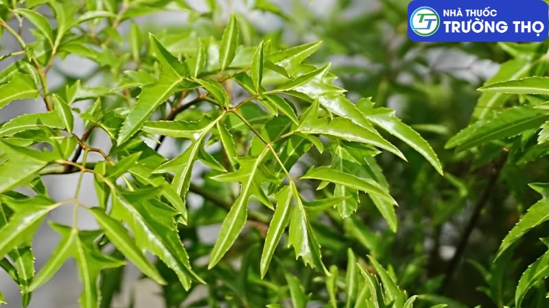 Cây đinh lăng mang lại nhiều lợi ích cho não bộ