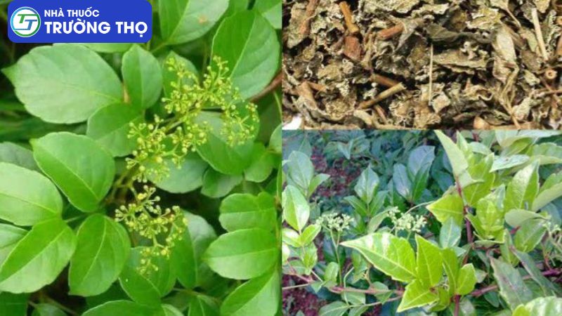 Trường Thọ - chiet xuat che day