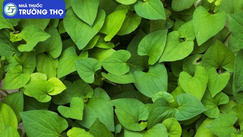 Trường Thọ - diep ca