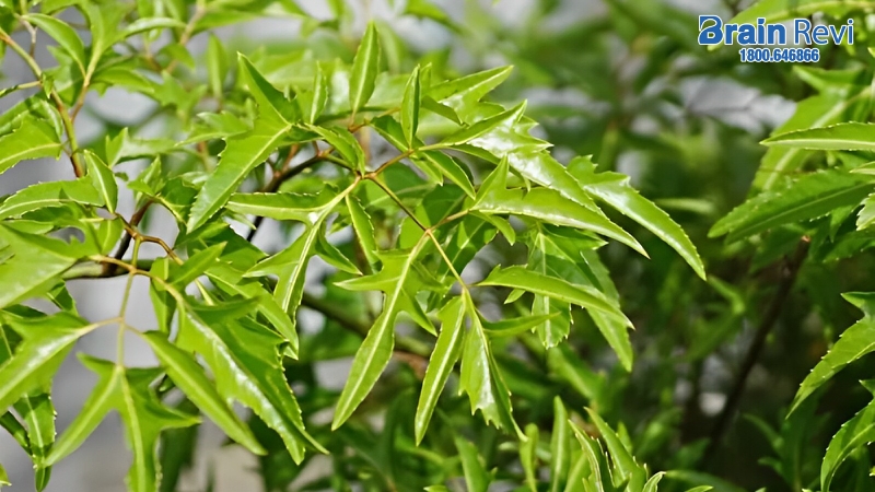 Trường Thọ - dinh lang